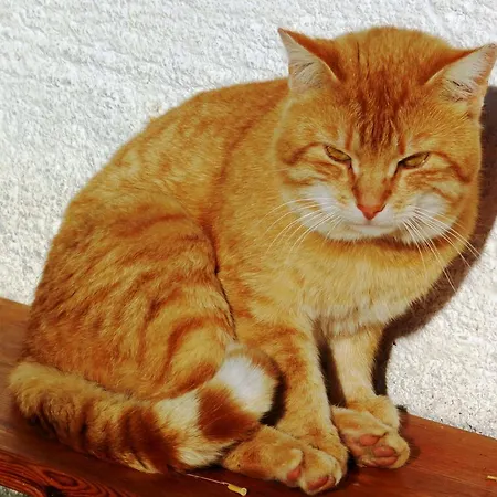 欣德保尔霍夫里格尔农场假期酒店 3*