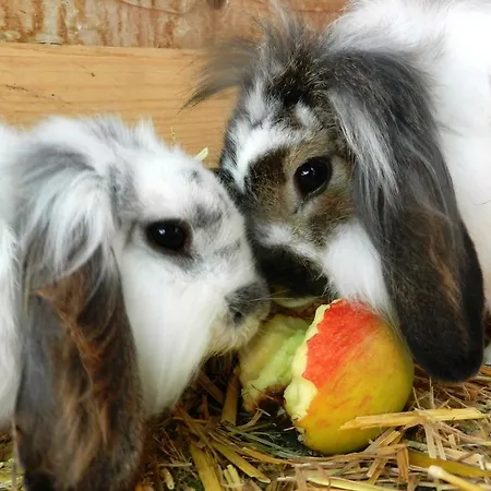 Baby- Und Kinderbauernhof Riegler Πανσιόν Rossleithen