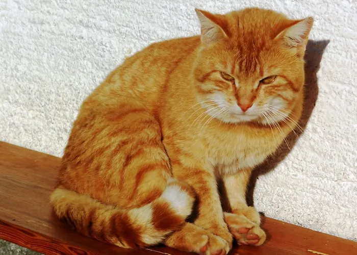 Baby- Und Kinderbauernhof Riegler 3*