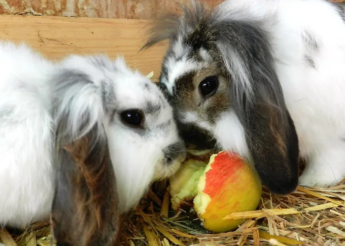 Baby- Und Kinderbauernhof Riegler Konukevi Rossleithen