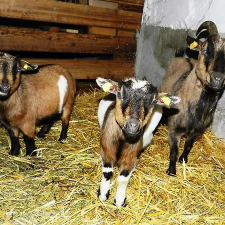 Baby- Und Kinderbauernhof Riegler * Rossleithen