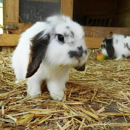 Baby- Und Kinderbauernhof Riegler 로스레이텐