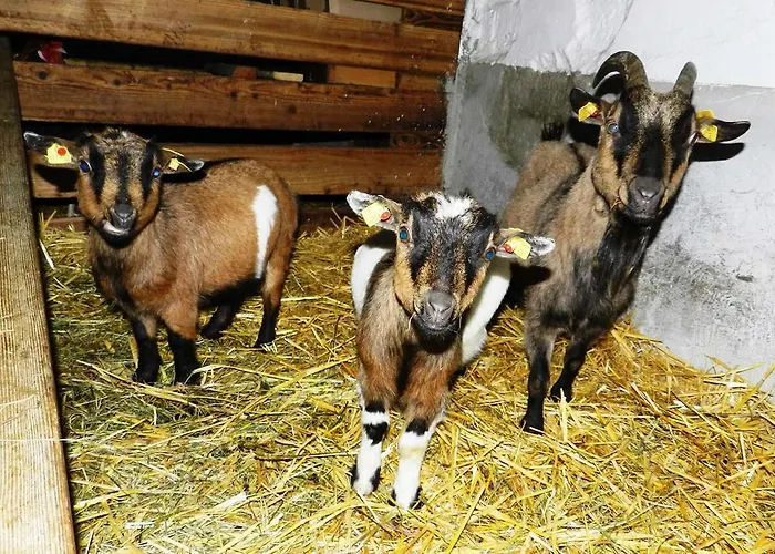 Baby- Und Kinderbauernhof Riegler 3* Rossleithen