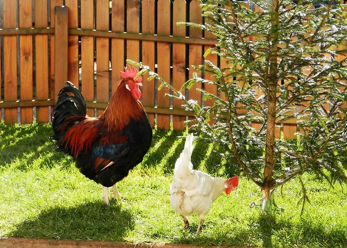 Gæstehus Baby- Und Kinderbauernhof Riegler