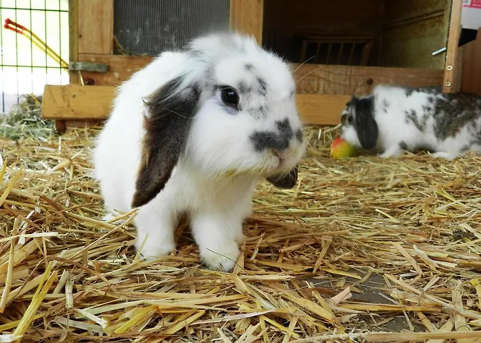 Baby- Und Kinderbauernhof Riegler Rossleithen